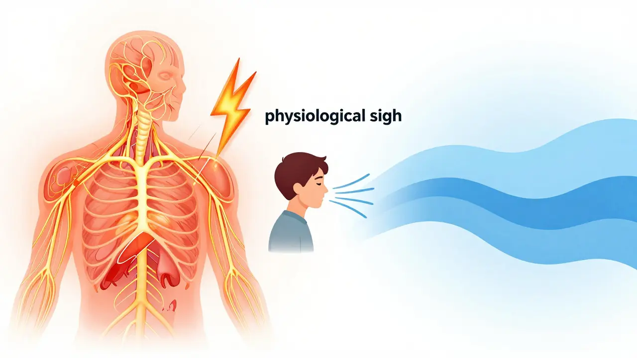 Illustration of nervous system switching from stress to calm via deep breathing.